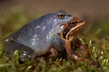 Żaba moczarowa - Moor frog - Rana arvalis